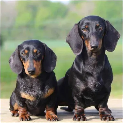 C'est lui, surnommé chien-saucisse ! Le...