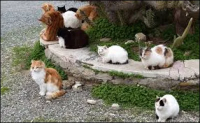 Comment te comportes-tu envers ton clan ?