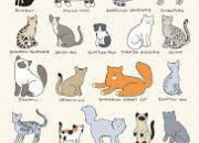 Test Quelle race de chat te correspond le plus ?