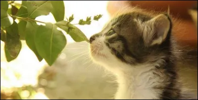 Quelle odeur préfères-tu entre celles-ci ?