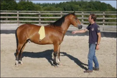 Quel est l'objectif de l'utilisation d'un sac plastique dans le travail à pied ?