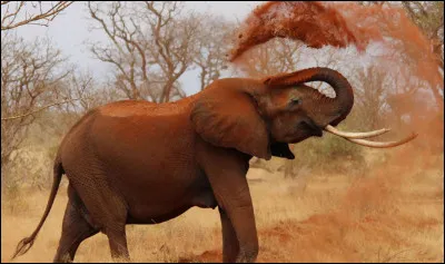 Que sont en fait les défenses des éléphants ?