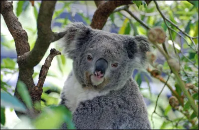 Que mange le koala ?