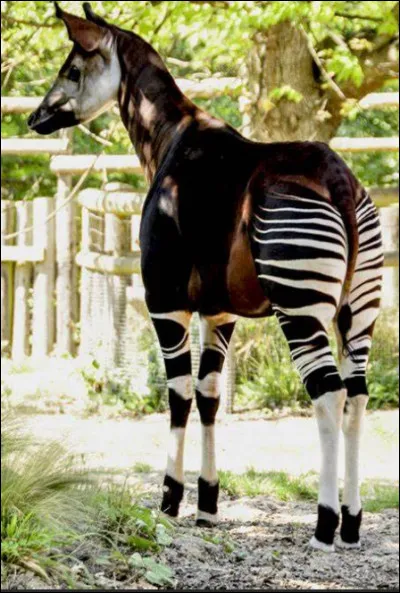 Quel est le cousin le plus proche de la girafe ?