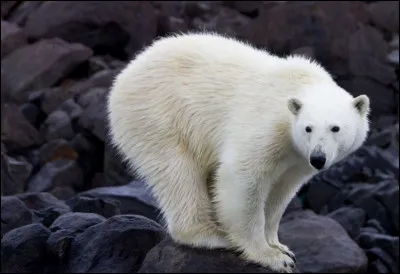 Où vit l'ours polaire ?