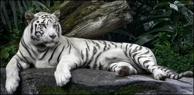Où vit le tigre blanc ?
