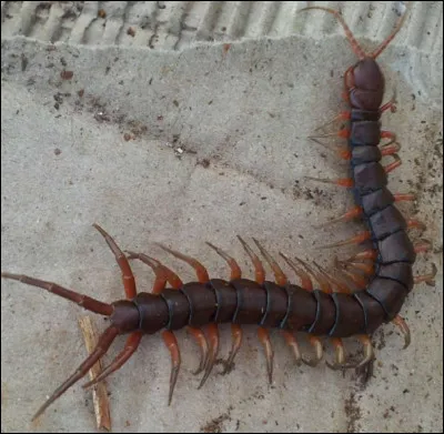 Combien de pattes ont réellement les mille-pattes ?