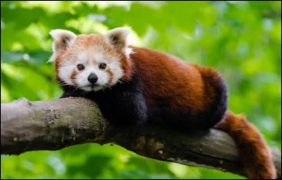 Où vit le panda roux ?