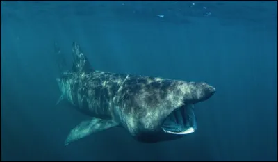 Que mange le requin pèlerin ?