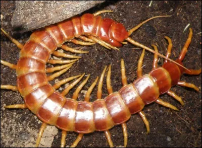 Peut-on considérer le scolopendre comme un insecte ?