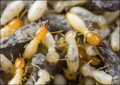 Que mangent les termites ?