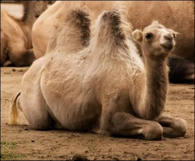 Quelle est la différence entre le chameau et le dromadaire ?