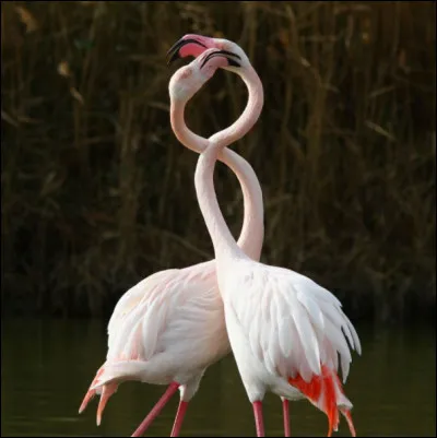 En quelle période les animaux s'accouplent-ils ?