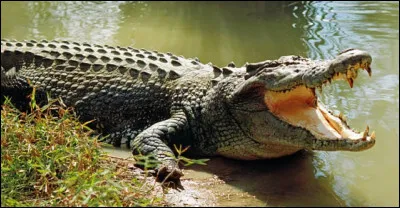 Pourquoi les crocodiles sont-il exploités par les braconniers ?