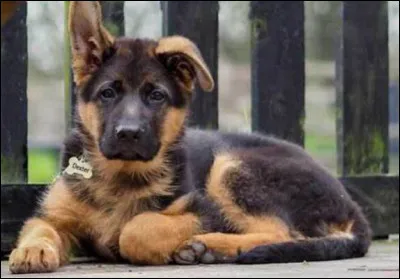 Combien y a-t-il de régimes alimentaires ?