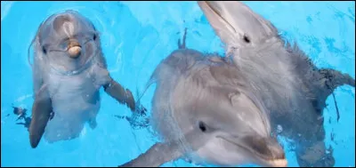 Le dauphin est un animal en danger :