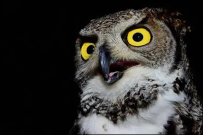 Comment nomme-t-on les animaux qui dorment le jour et se réveillent la nuit ?