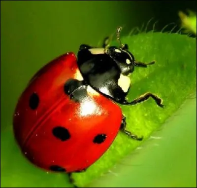 Combien de pattes possèdent les insectes ?