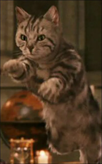 Lorsque Mr Dursley voit, en sortant de chez lui, le chat tigré (qui est le professeur McGonagall) que fait le chat ?