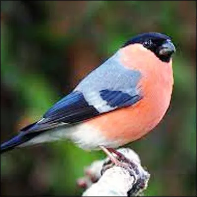 Quel passereau d�Eurasie poss&egrave;de sept esp&egrave;ces, dont une menac&eacute;e aux A&ccedil;ores ?