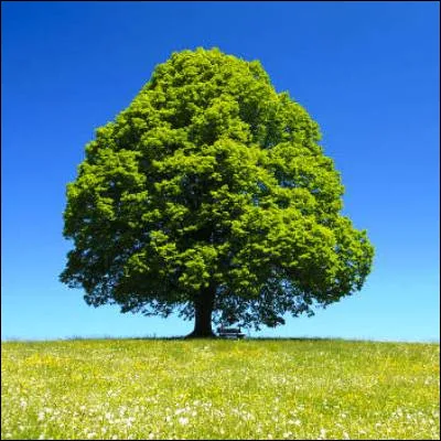 Chez les arbres, qu�est-ce que le rhytidome ?