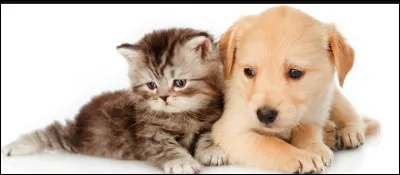 Tu es plus chat ou chien ?