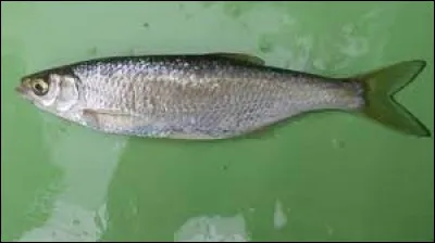 L'ablette est un poisson d'eau douce.