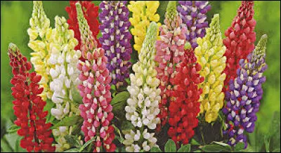 Vous avez sur cette image des delphiniums.