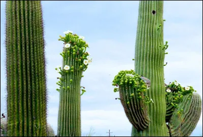 Qui a chanté « Les Cactus » ?
