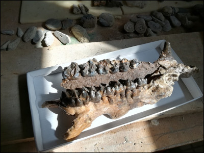 On peut trouver des os d'animaux de l'antiquité dans le sable :