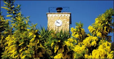 Mandelieu-La Napoule est la capitale du mimosa.