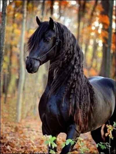 Le cheval frison a combien de robes ?