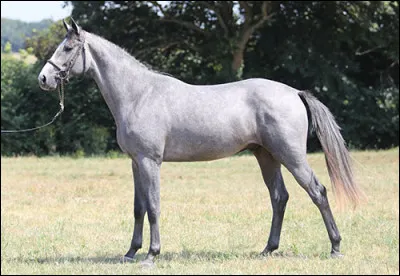 Quelle est la robe de ce cheval ?