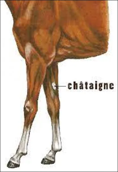 Merci beaucoup d'avoir joué, cest la dernière question : 
pourquoi les chevaux ont-ils des «châtaignes» ?