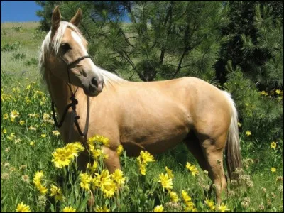 Quelle est la robe du cheval sur la photo ?