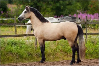 Quelle est la robe du cheval sur la photo ?