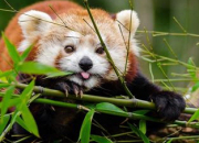 Quiz Quiz sur les pandas roux