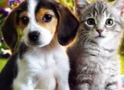 Test Es-tu plus chien ou chat ?