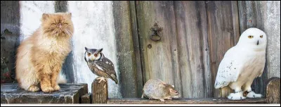 Quel est l'animal de compagnie d'Hermione Granger ?