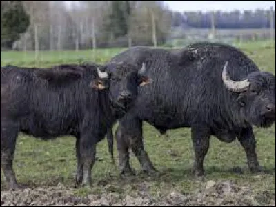 La buffline est la femelle du buffle.