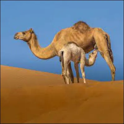 La femelle du chameau sappelle une chamelle.