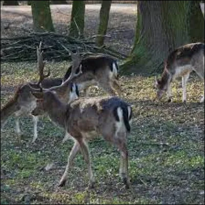 La femelle du daim est une daimesse.