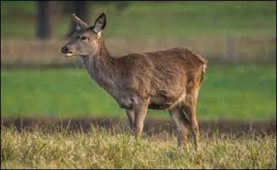 La chevrette est la femelle du chevreuil.