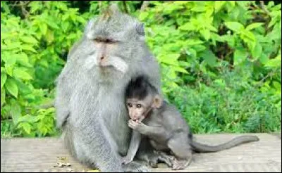 La femelle du singe est une guenon.