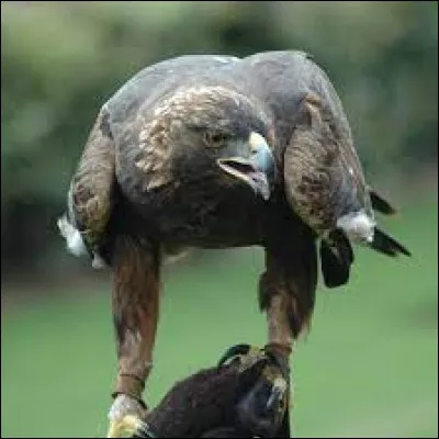 Laiglonne est la femelle de laigle.