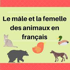 Quiz Femelles