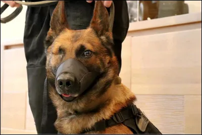 Quel métier veux-tu faire ?