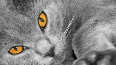 Quels étaient les chats de la prophétie ?
Cycle 2