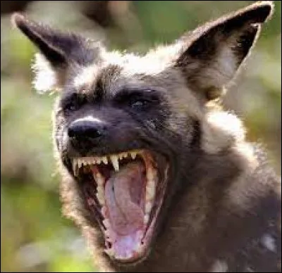 Qui est Plume Grise ?
Cycle 2