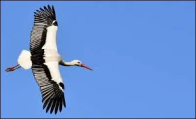 La cigogne est l'oiseau emblématique de la Normandie.